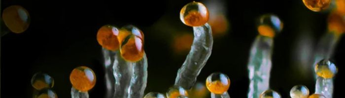 Bursztynowe trichomy