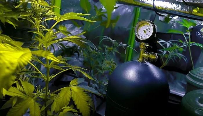 butla co2 w growboxie
