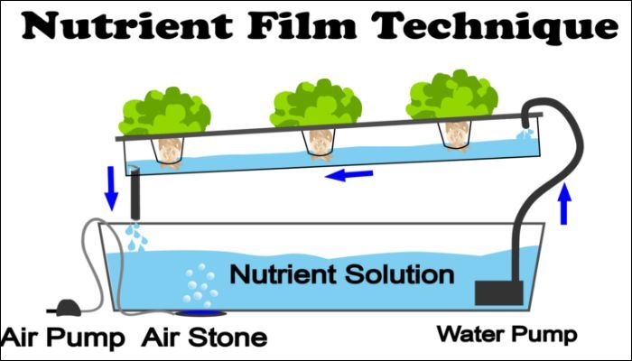Cienkowarstwowe kultury przepływowe (NFT – Nutrient Film Technique)