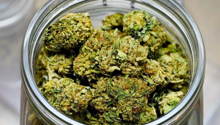 curing marihuany