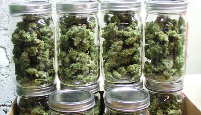 curing marihuany
