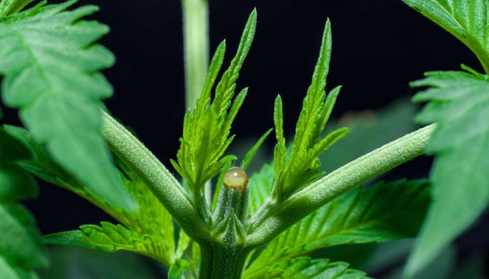 topping marihuany