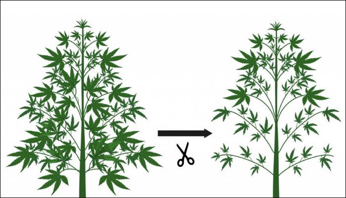 Defoliacja konopi