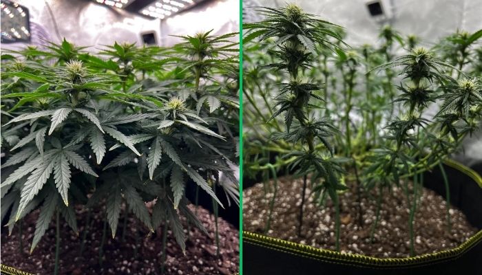 defoliacja konopi przed i po usunięciu liści