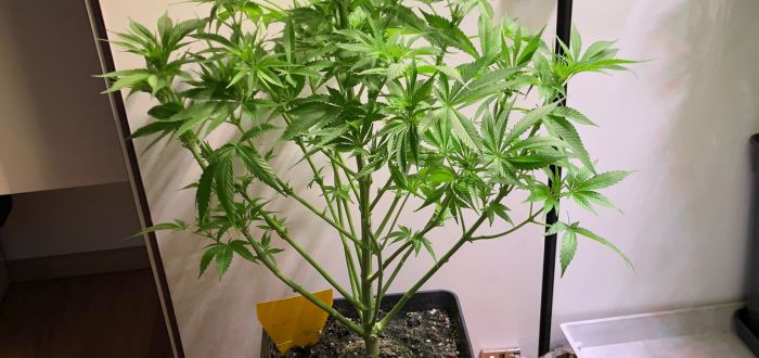 Defoliacja konopi