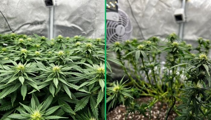 defoliacja marihuana
