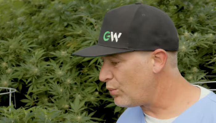 Największe krzaki medycznej marihuany