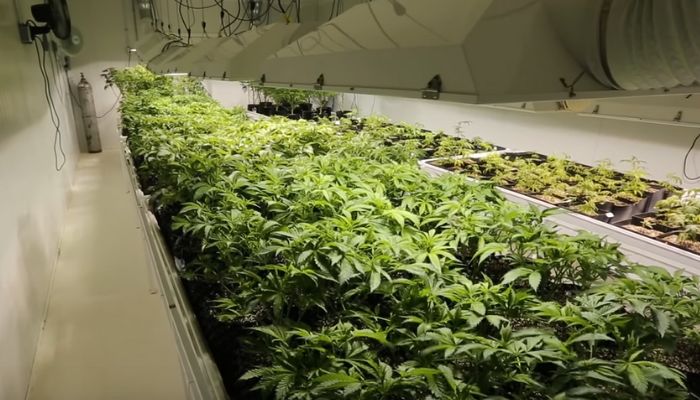 Plantacje konopi na cele rekreacyjne