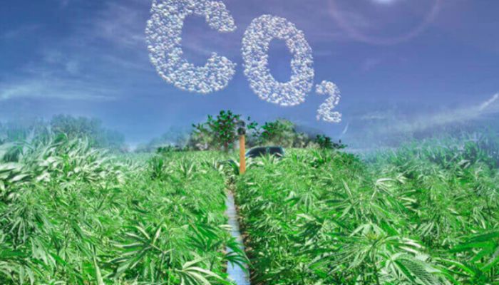 Dwutlenek węgla i generatory CO2 w uprawie marihuany