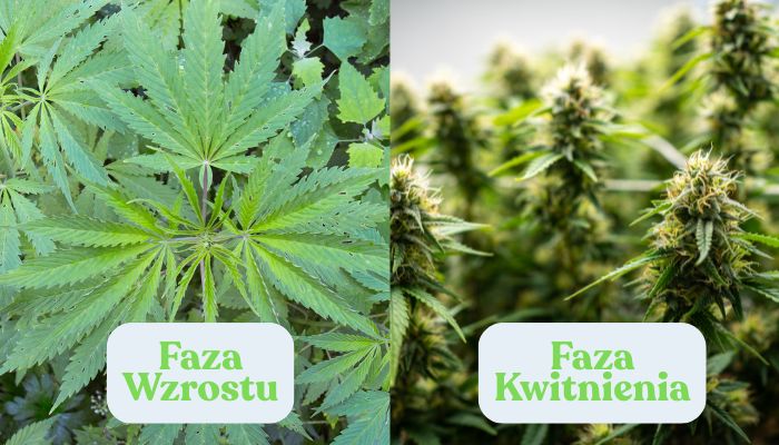faza wzrostu i kwitnienia konopi