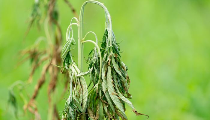 Fusarium konopi