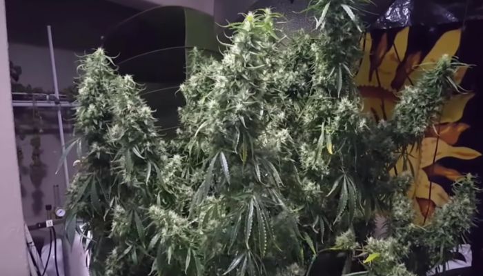 Grow Pot Chepaly marihuana