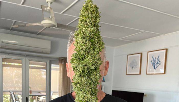Grow Pot Chepaly marihuana