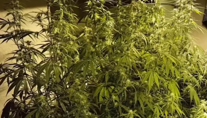 Grow Pot Chepaly marihuana