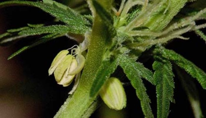 hermafrodyty marihuany