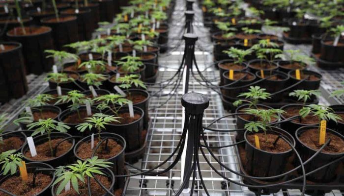 Drip Irrigation System
