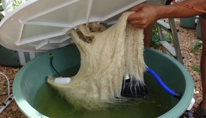 Hydroponika głębinowa