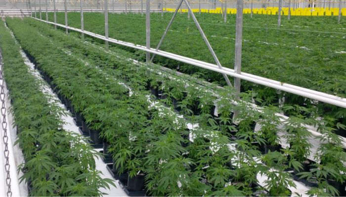 system hydroponiczny NFT