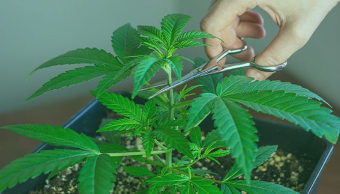 topping marihuany