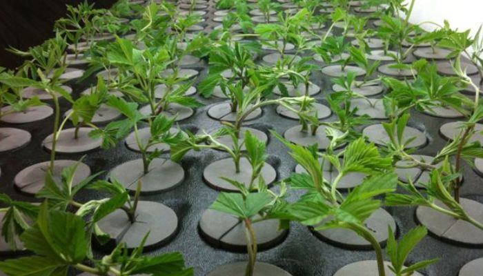 klony marihuany