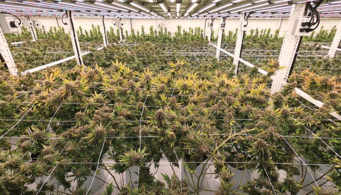 marihuana medyczna indoor