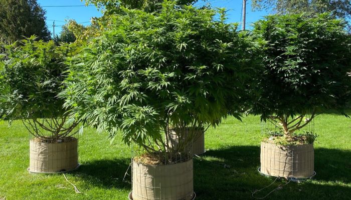 konopie na outdoor