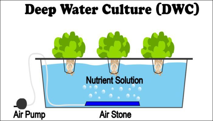 Kultura głębinowa (DWC – Deep Water Culture)
