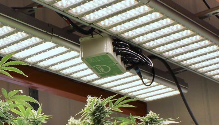lampa led do marihuany