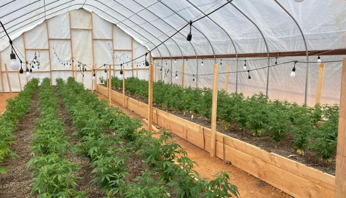 Plantacje konopi na cele rekreacyjne