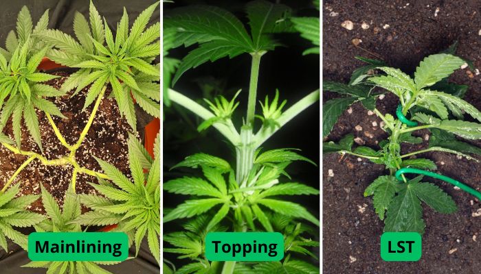Mainlining vs Topping vs LST