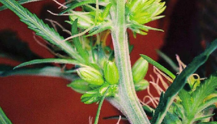 marihuana hermafrodyta
