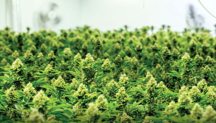 marihuana medyczna indoor