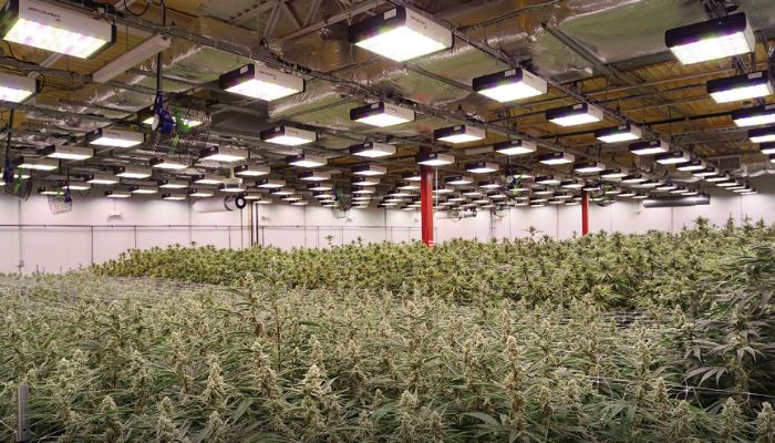marihuana medyczna indoor