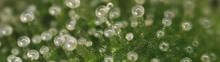 Mleczne trichomy