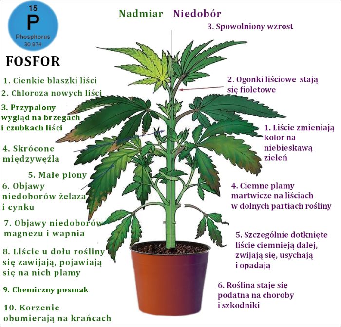 nadmiar i niedobor fosforu w uprawie konopi
