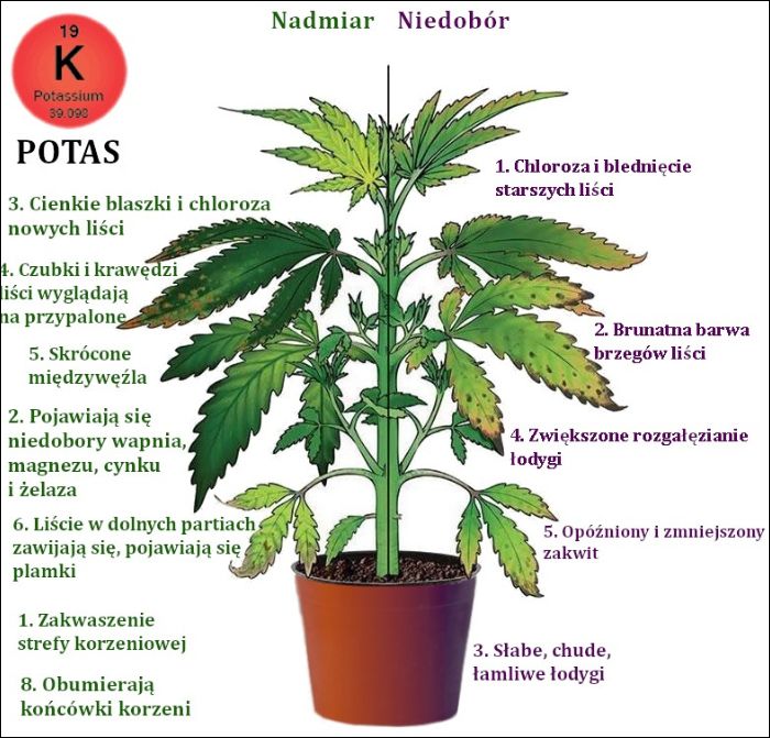 Niedobór potasu i nadmiar grafika
