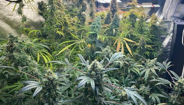 Najlepsze odmiany hybrydowe do upraw hydroponicznych