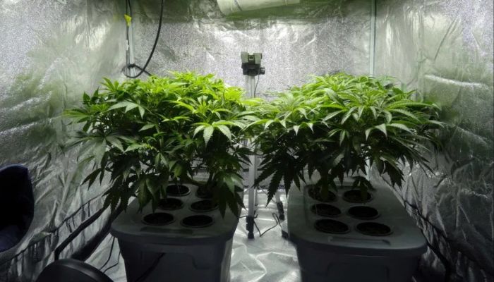 Najlepsze odmiany konopi do uprawy hydroponicznej