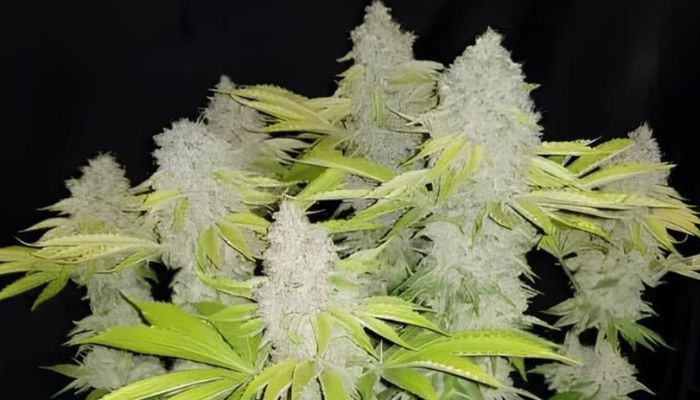 Remo Chemo