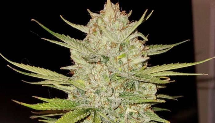 Strawberry Banana
