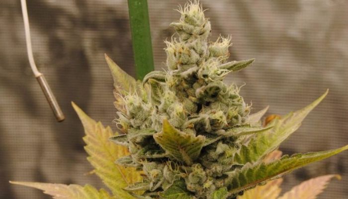 Bruce Banner