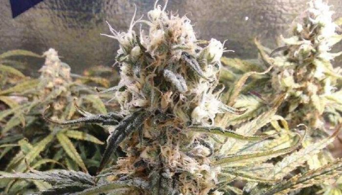 Chemdawg