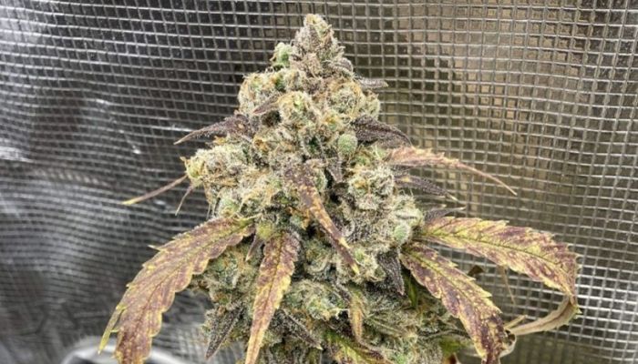 Train Wreck