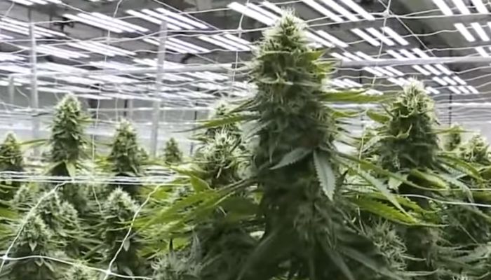 największa na świecie plantacja konopi uprawianych w systemie outdoor