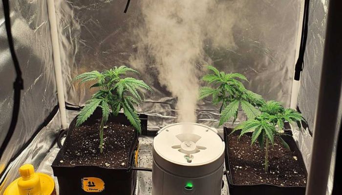 nawilzacz powietrza w growboxie