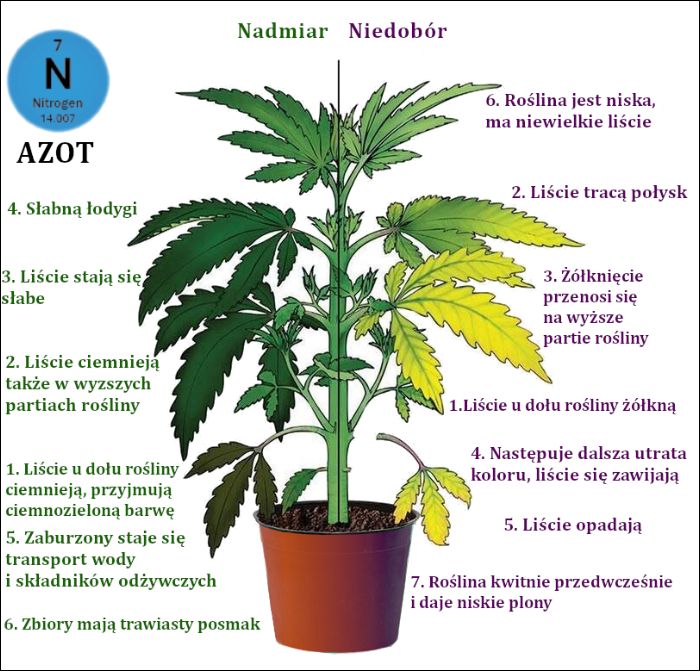 Niedobór i nadmiar azotu w uprawie marihuany