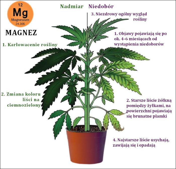 Niedobory magnezu w uprawie marihuany
