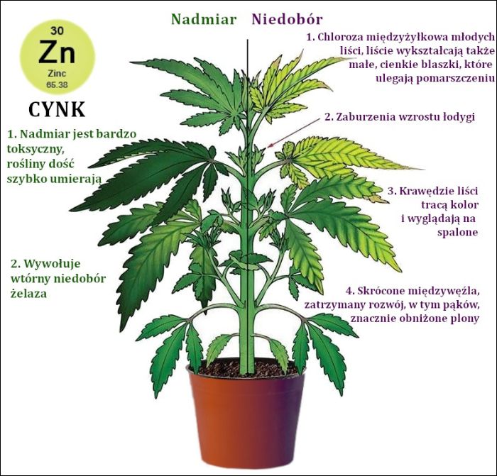 niedobór cynku