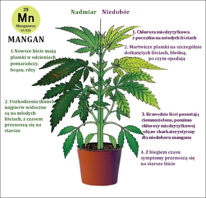 Niedobór manganu