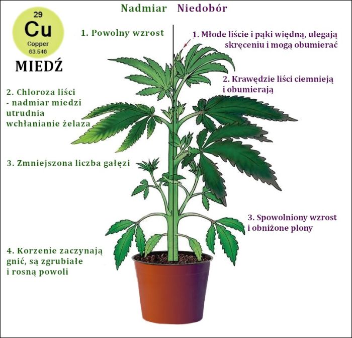 Niedobór miedzi